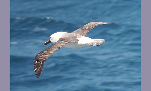 Indian Yellow-nosed Albatross