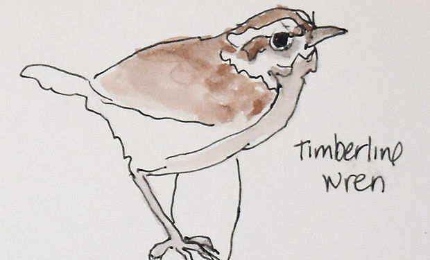 Timberline Wren