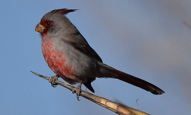 Pyrrhuloxia