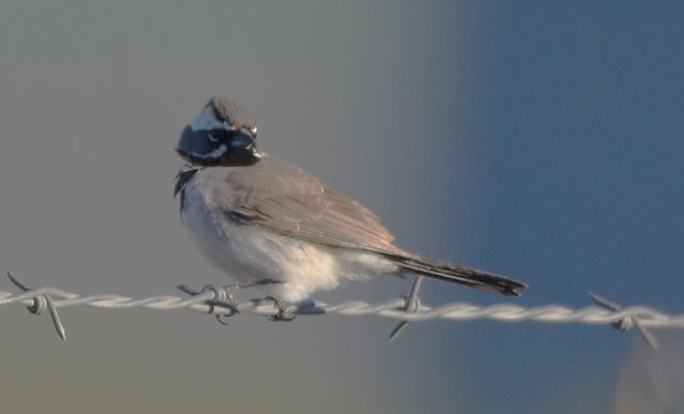 Black-throated Sparrow