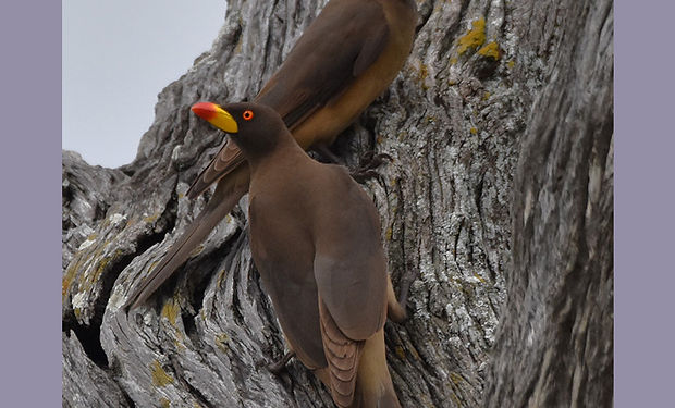 Yellow-billed Oxpecker
