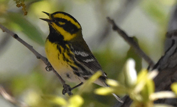 Townsend's Warbler