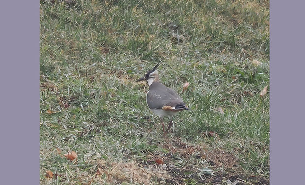 Northern Lapwing