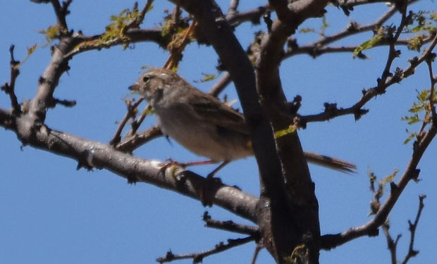 Botteri's Sparrow