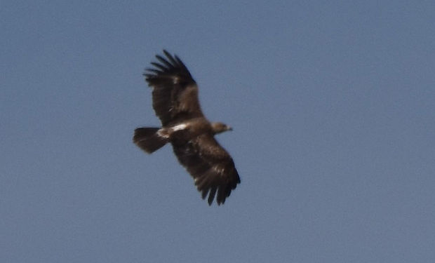 Lesser Spotted Eagle