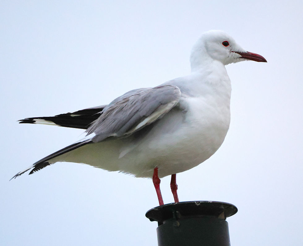 ree