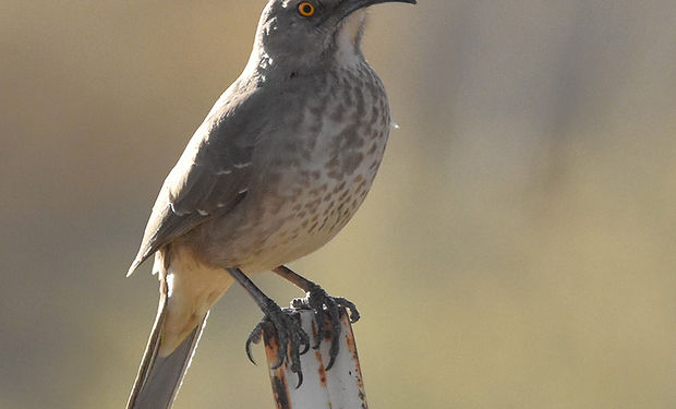 Curve-billed Thrasher