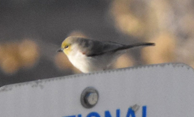 Verdin