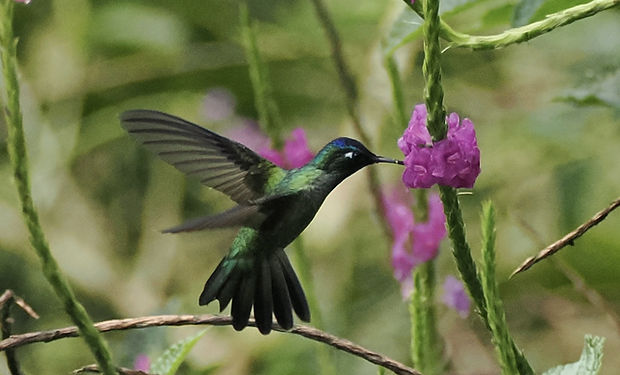 Violet-headed Hummingbird