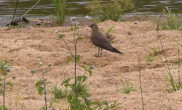 Collared Pratincole