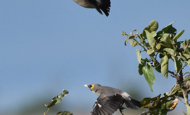 Wattled Starling