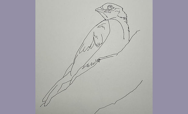 Scaly-throated Honeyguide