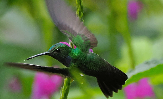 Blue-chested Hummingbird