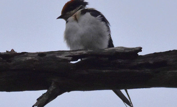 Wire-tailed Swallow
