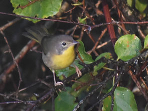 Nashville Warbler