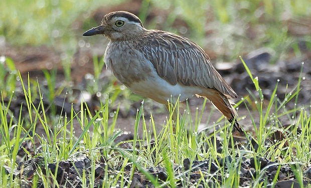 Double-striped Thick-knee