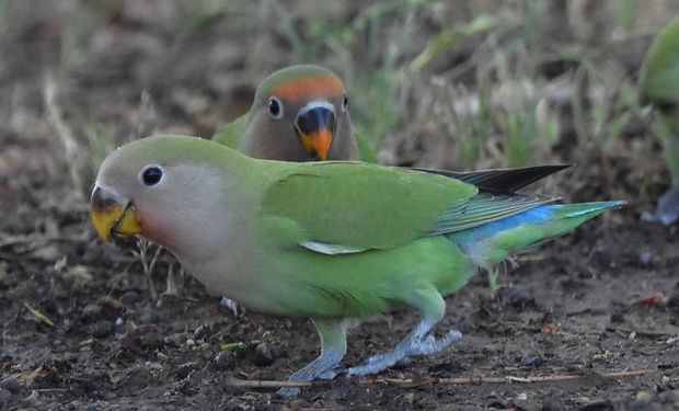 Rosy-faced Lovebird