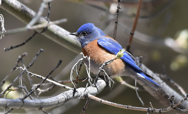 Western Bluebird