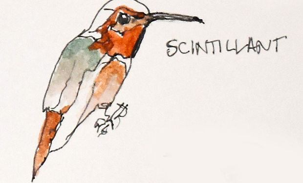 Scintillant Hummingbird