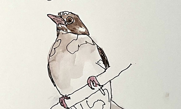 Brown-headed Greenlet