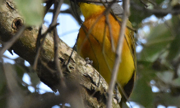 Gray-headed Bushshrike