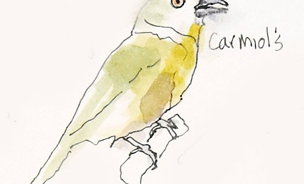 Carmiol's Tanager