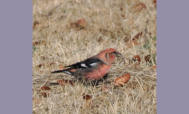 White-winged Crossbill