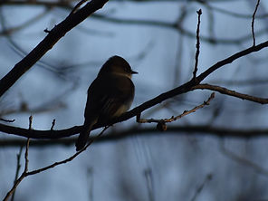 Eastern Phoebe