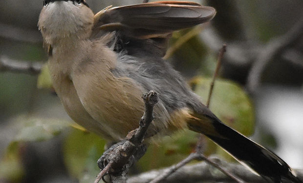 Brown-crowned Tchagra
