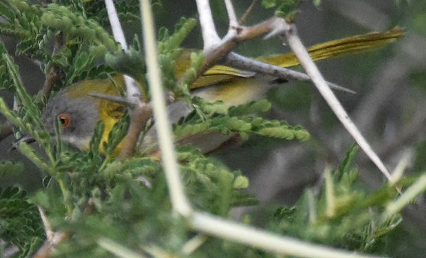 Yellow-breasted Apalis