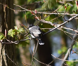 Eastern Kingbird