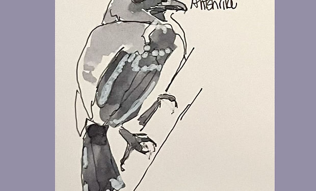 Amazonian Antshrike