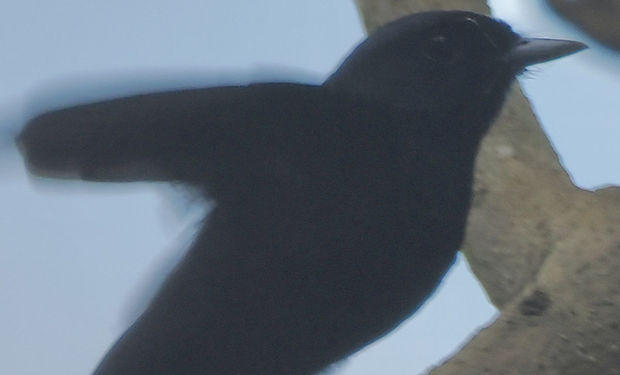 Amazonian Black-Tyrant