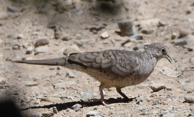 Inca Dove