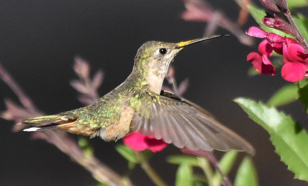 Calliope Hummingbird