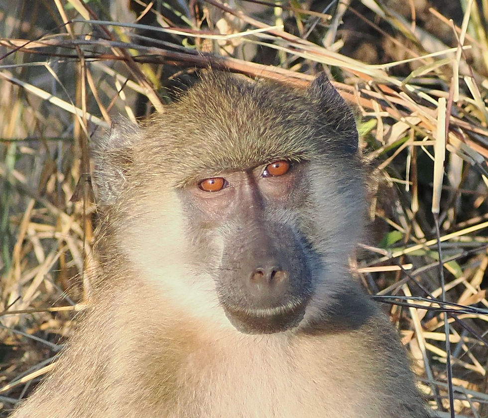 ree