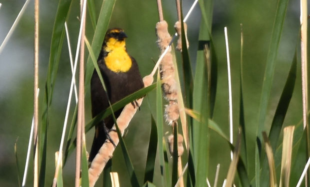 Yellow-headed Blackbird
