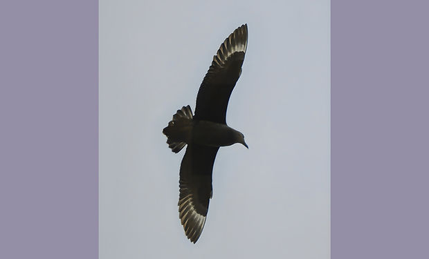 Brown (Subantarctic) Skua