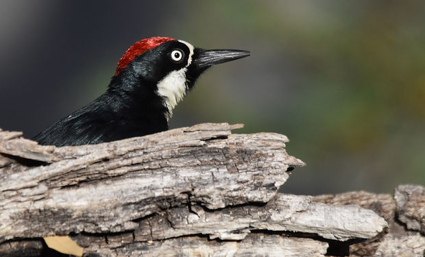 Acorn Woodpecker