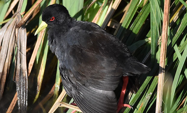 Black Crake
