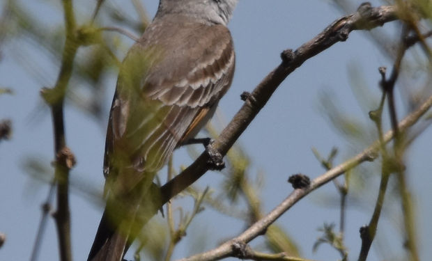 Dusky-capped Flycatcher