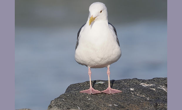 Western Gull