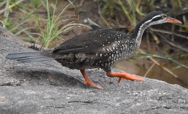 African Finfoot