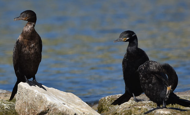 Neotropic Cormorant