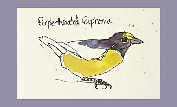 Purple-throated Euphonia