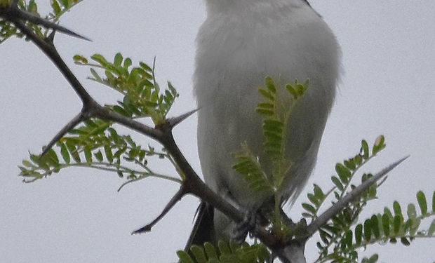 Black-backed Puffback