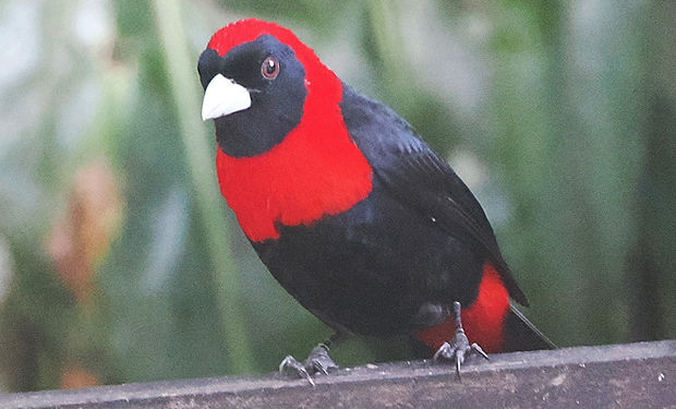 Crimson-collared Tanager