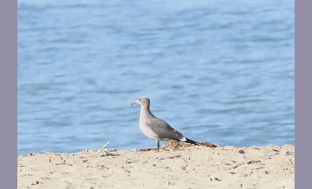Heermann's Gull