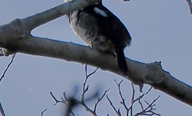 Pied Puffbird