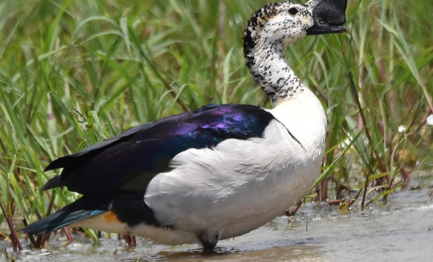 Knob-billed Duck